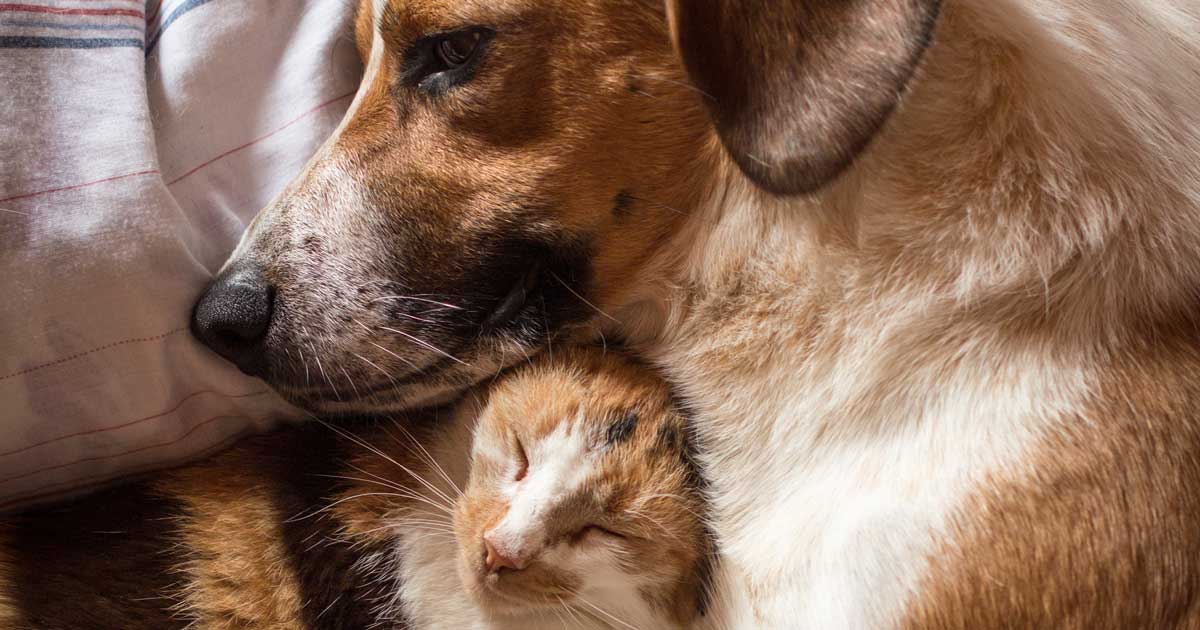 cat and dog cropped Image: © mrstam / Adobe Stock