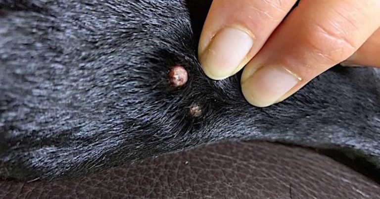 Wart on dog's best sale snout