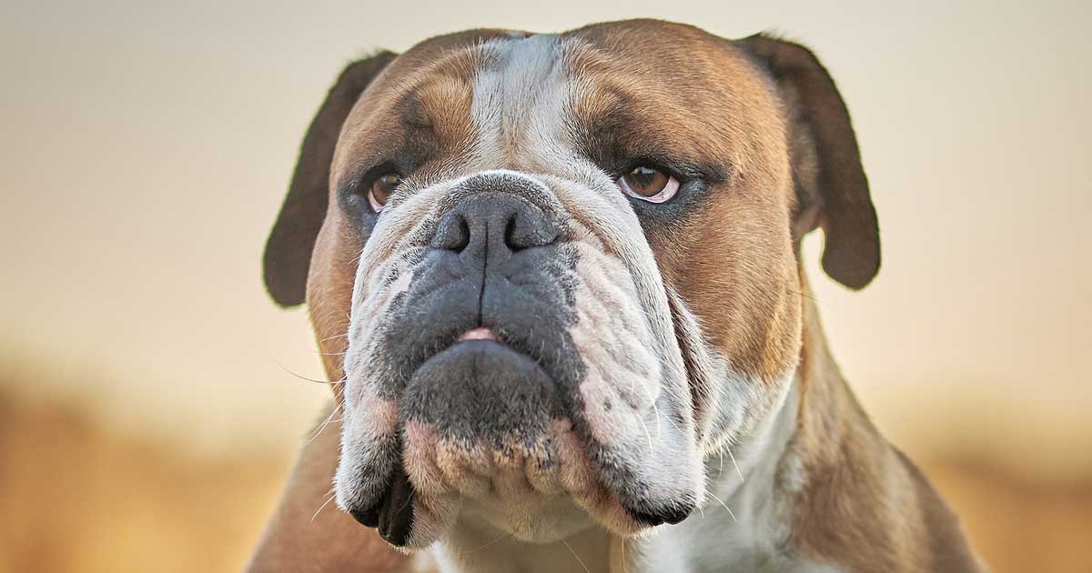 Research lays out extent of English bulldog's health issues