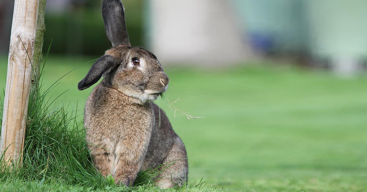 De la place pour les lapins, partie 2 : Considérations comportementales et vétérinaires