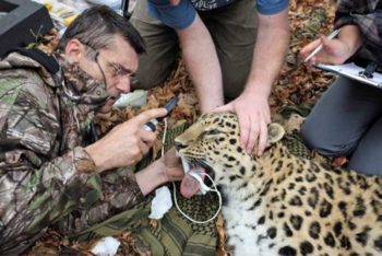 Examining a wild Amur leopard.