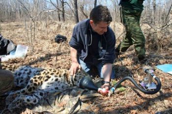 Isoflurane-air maintenance of an Amur leopard.