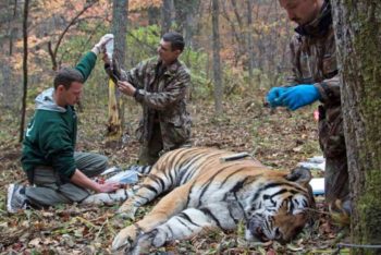 An Amur tiger under tiletamine and zolazepam anaesthesia in Russia.