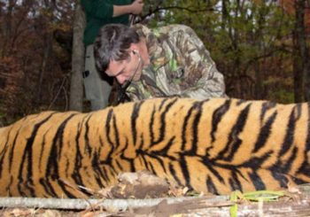 The author conducts an examination on an anaesthetised tiger.