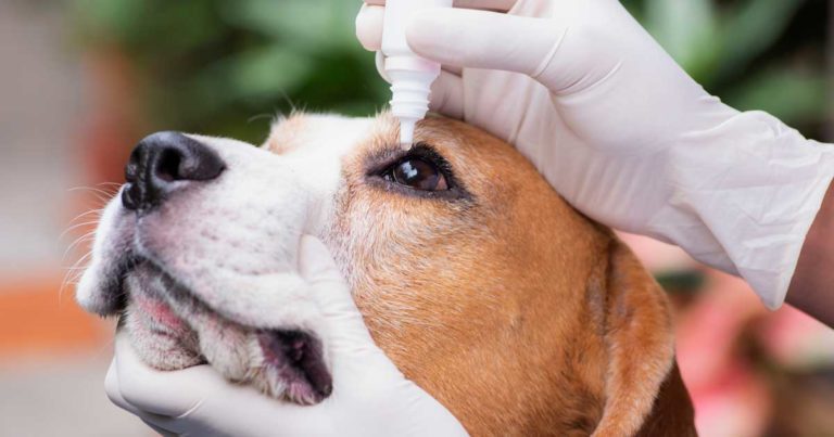 Impact of steroid containing eye drops on plasma concentrations Vet Times
