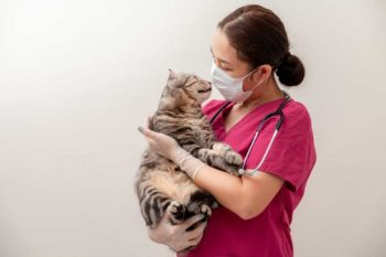 Image: © nitikornfotolia / Adobe Stock nurse with cat