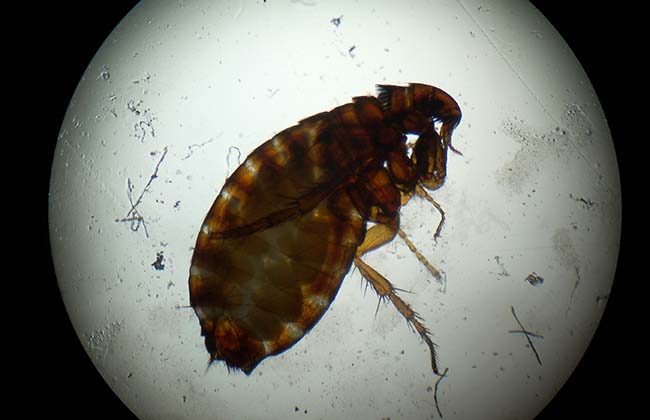 Figure 1. An adult cat flea.