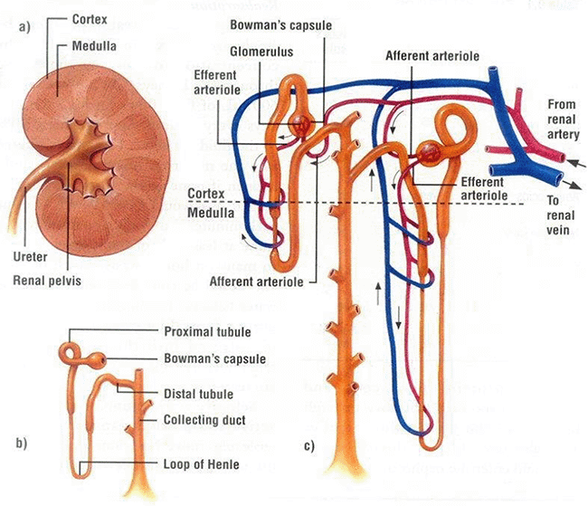 Figure 2. Anatomy of the kidney. a. Schematic appearance of the kidney. b and c. The proximal tubule, loop of Henle, distal convoluted tubule and collecting duct. The kidneys have multiple important functions in the body. They are mainly responsible for the regulation of extracellular fluid (blood, lymph and so forth) and interacting with hormonal and vascular systems to control blood pressure. The kidneys play a large role in homeostasis through their regulation of electrolytes, removal of endogenous and exogenous metabolic waste and toxins, as well as regulating water balance via the production of urine. Approximately 180 litres to 200 litres of blood passes through the functional units of the kidney every day.
