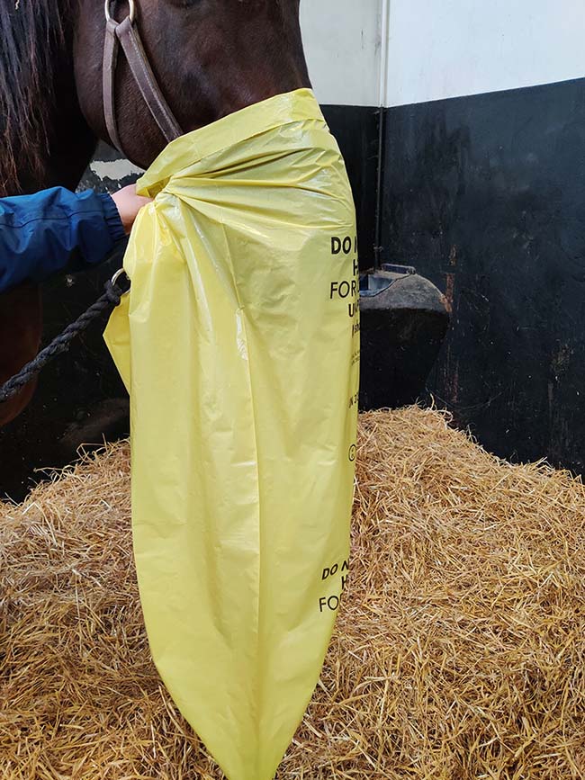 Figure 1. Rebreathing exam being performed on a horse.