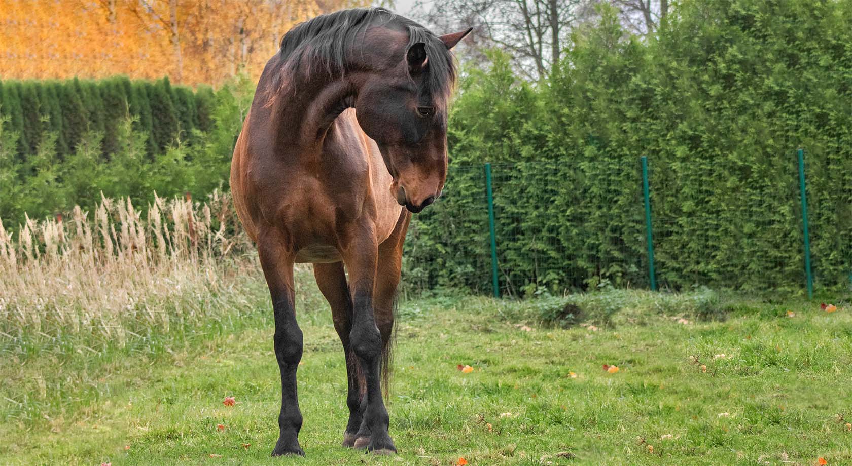 Standing horse. Image © skumer / Adobe Stock