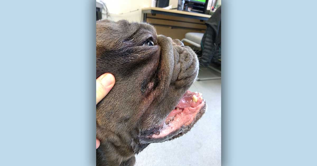 How To Treat Infected Bulldog Wrinkles
