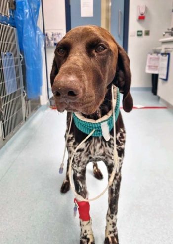 Murphy spent nine days in intensive care at Paragon Veterinary Referrals in Wakefield after becoming ill with parvovirus.