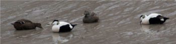 Figure 7. Male and female eider prospecting for shellfish in the Northumberland mud. The eider’s appetite for molluscs frequently makes them unpopular with mussel farmers, challenging us to better understand our co-dependencies rather than seeing ourselves as in competition for resources.