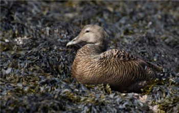 ​Figure 4. The female eider can lose some 45 per cent of her bodyweight when protecting her eggs, such is her dedication to the nest.