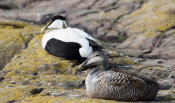 Figure 6. The male and female eider duck demonstrate very different plumage, reflecting the fact that the female undertakes all the brooding and caring responsibilities, and is appropriately camouflaged.