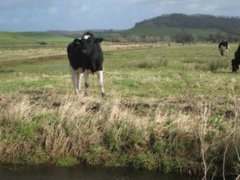 Grazing on the Somerset Levels is known to result in copper deficiency.