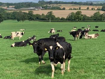 Grazing cattle can be susceptible to trace element deficiencies.