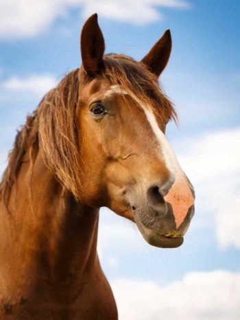 brown horse face from front Image: © DragoNika.ru / Adobe Stock