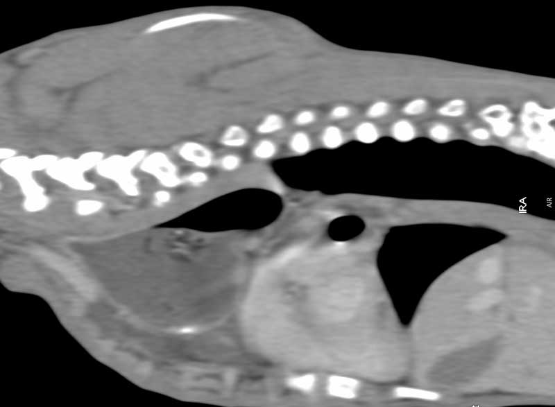 Sagittal CT scan showing oeosphageal dilation cranial to the heart.