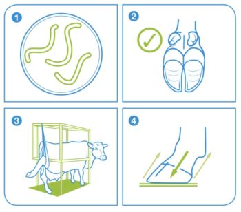 Figure 3. A graphic depicting the four success factors for healthy feet.
