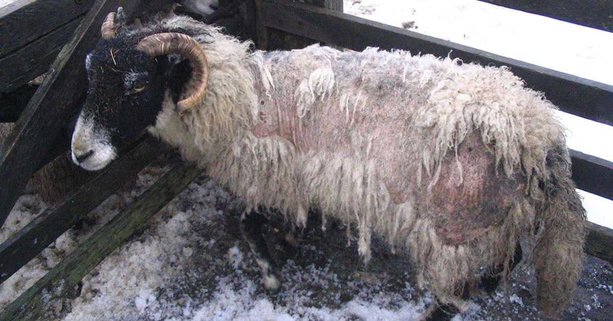 Figura 2. La costra de oveja es más común en invierno y es de especial preocupación para aquellos que comparten pastoreo común. La costra de oveja clínica encontrada en este Swaledale cayó oveja en una reunión de invierno.