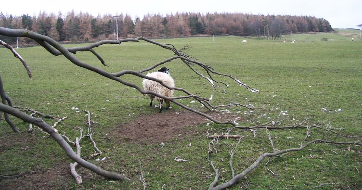 Figure 3. Sheep scab can survive in wool tags for up to 16 days.