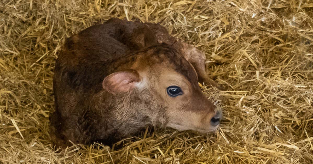 Correct colostrum feeding is a key step in controlling scours.