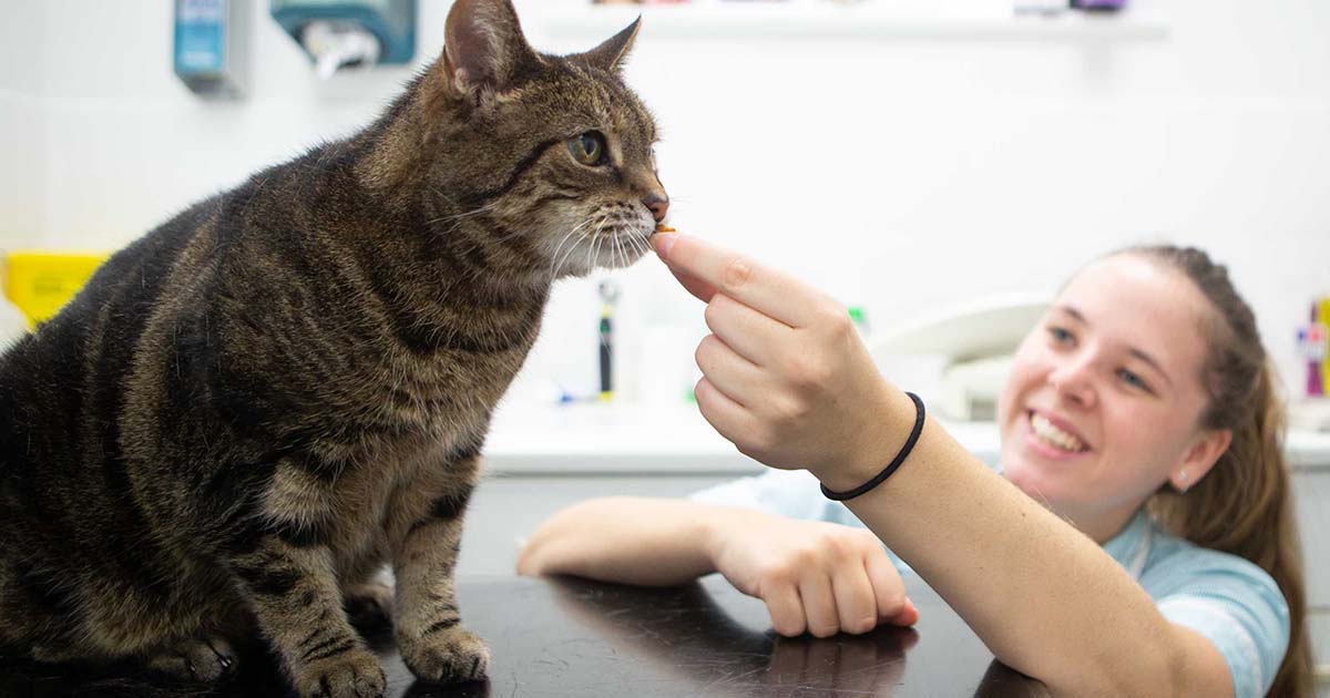 Hill’s Pet Nutrition debuts enhanced Prescription Diet range