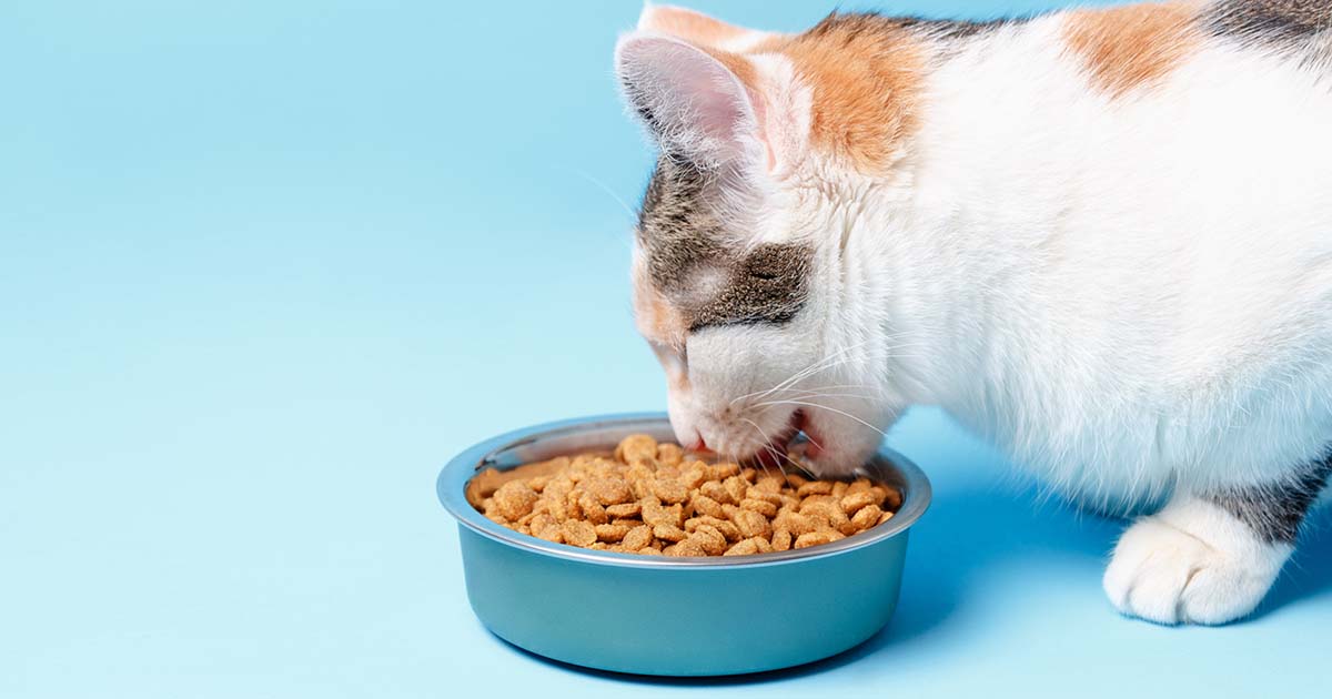 long-term methods for weight points in cats and canine