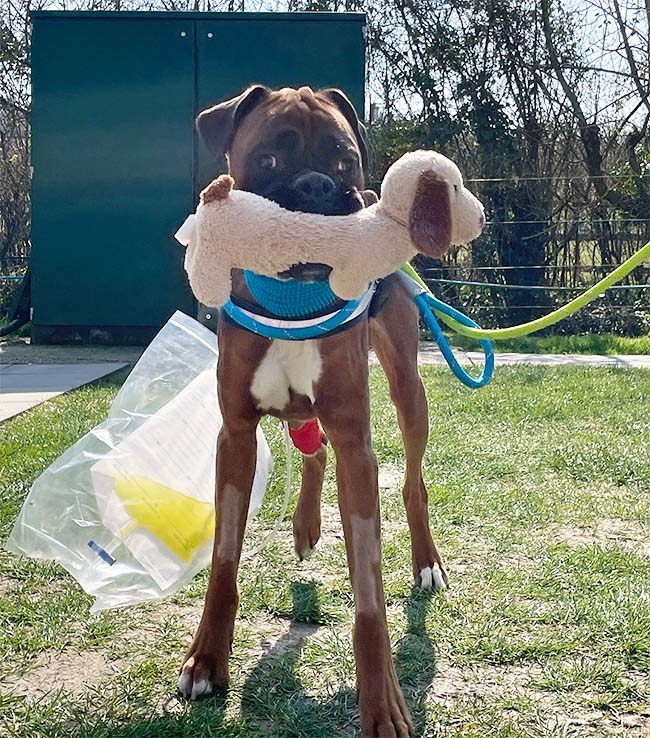 One of Otis’ first walks outside. He had a urinary catheter and tracheostomy tube in situ. He still had a stiff gait and facial tightening, but was able to walk and carry his toy outside.