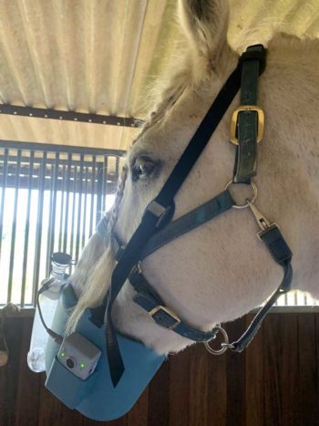 Most horses tolerate nebulisation extremely well.