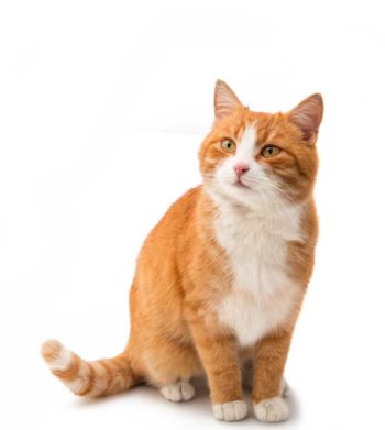 Ginger cat Image: © ksena32 / Adobe Stock