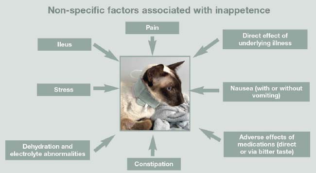 Figure 1. Many factors contribute to and perpetuate inappetence that should be managed alongside primary disease treatment.