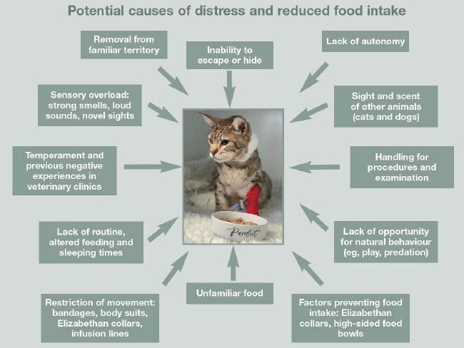 Figure 2. Many causes of distress for cats exist in a clinic which can reduce voluntary food intake.