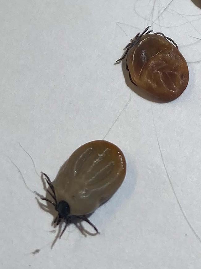 Figure 1. Ixodes ricinus ticks, including an engorged female. 