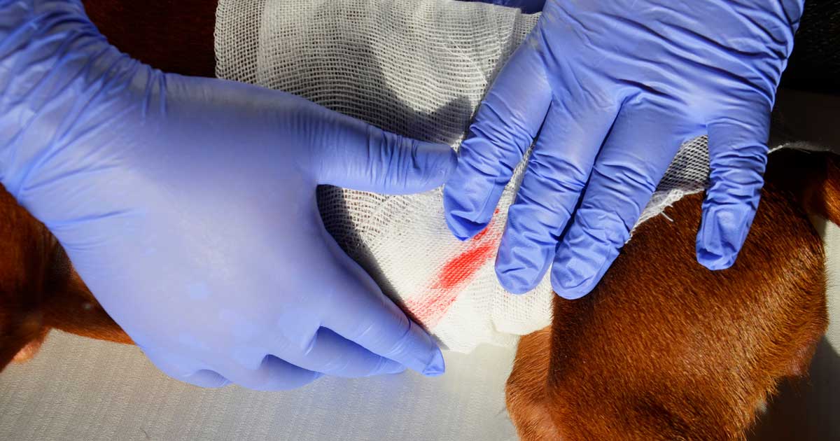Helpful Tips For Managing Wounds In Veterinary Patients