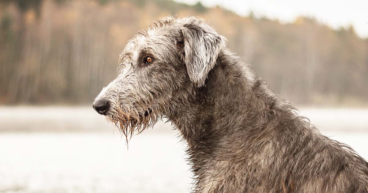 Dilated cardiomyopathy is a common cause of morbidity and mortality in the Irish wolfhound. Image © Kamila / Adobe Stock