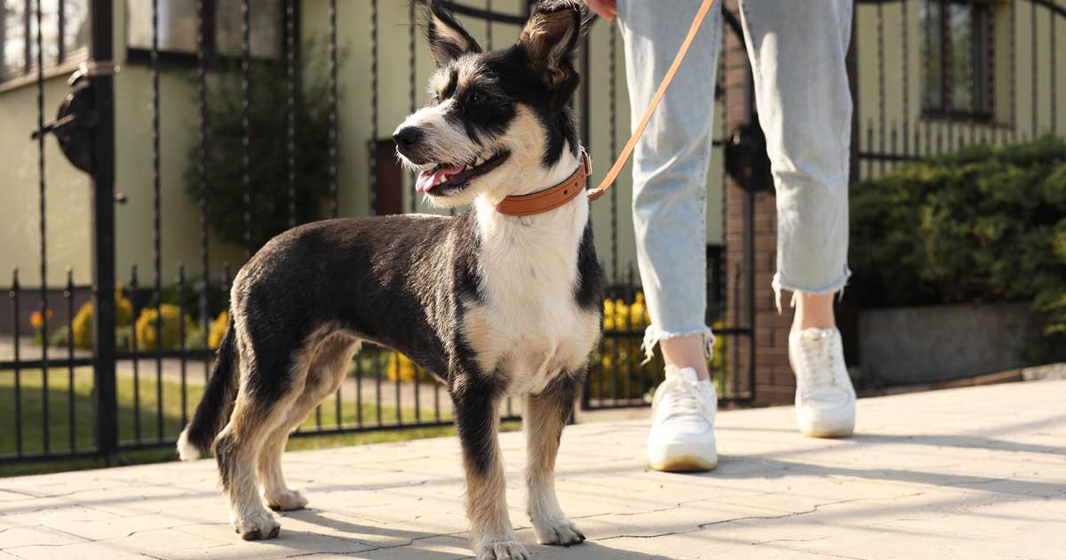 Dog address sales