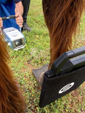 Figure 1. Laminitis is a daily occurrence in equine practice.