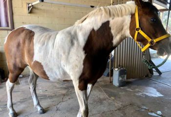 Figure 2. Obesity and hyperinsulinaemia are responsible for the majority of laminitis cases seen in equine practice.