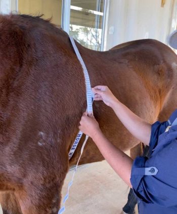 Figure 3. Dietary management is the most critical element of laminitis prevention.