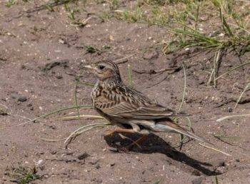 The skylark is well-suited to life on the ground and is able to move at speed on powerful legs, possessing a mottled plumage that helps to camouflage the lark.