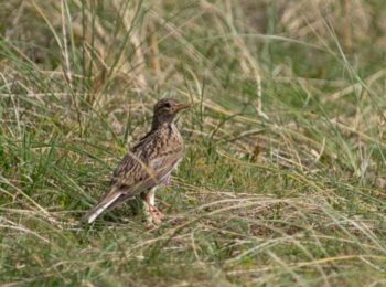 The skylark is a ground-nesting bird that also requires open ground to avoid predators. It prefers vegetation that is 20cm to 50cm high and sufficiently open to allow the bird easy access to the ground.