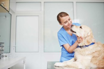 vet VN labrador dog consult room Image: © pressmaster / Adobe Stock