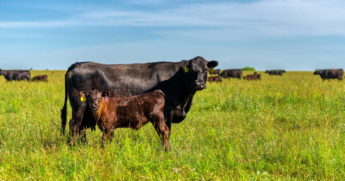 cow and calf in field Image: © nordroden / Adobe Stock