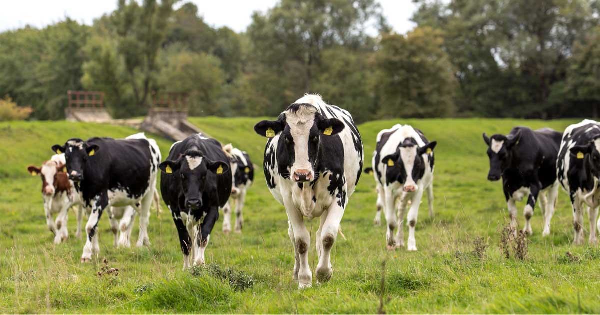 cows cattle field Image: © Viktor Kunz / Adobe Stock