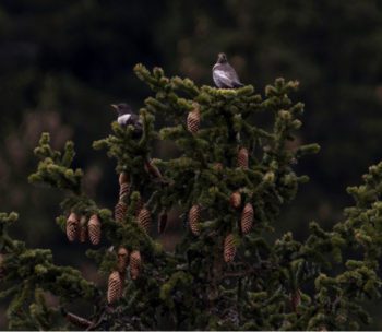 Figure 2. The two ring ouzels pictured here among the cones of this spruce tree have not long returned to the Alps, from their wintering grounds in Morocco. Perhaps they still had further to go, who knows?