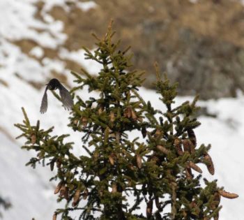 Figures 3 and 4. The trained eye can often detect the telltale white bib of the ring ouzel, whether perched or in flight, but it helps to be familiar with their calls, too. A trained ear and eye is, therefore, very helpful in identifying the ring ouzel.