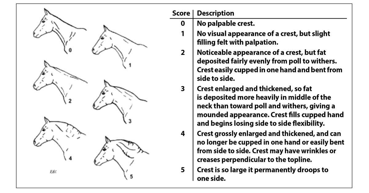 Figure 1. Cresty neck scoring7.