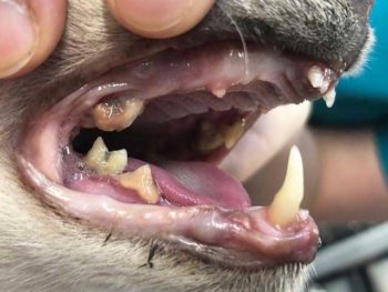 Figure 1. Presentation of 16-year-old male castrated Siamese cat with severe periodontal disease. The owner reported worsening halitosis, intermittent “air chewing” and a reduction in play behaviour. Examination also revealed a poor coat condition and body score condition of 3 out of 9. After treatment, the owner reported the cat seemed several years younger as it was eating better, had gained weight, had a significant improvement in coat condition, and had started actively asking the owner for food and playing fetch again.